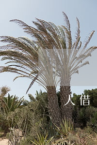 個人借條模板(個人借條范本)
