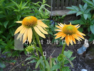 個人借款借條怎么寫最標準(標準的借款借條怎么寫)