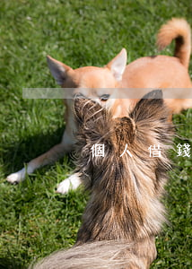 個人借錢打官司（個人借錢打官司）