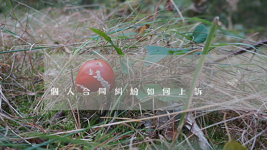 個人合同糾紛如何上訴