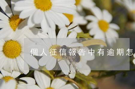 個人征信報告中有逾期怎么處理-
