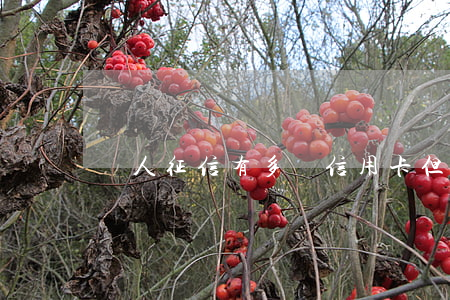 個人征信有多張信用卡但沒逾期