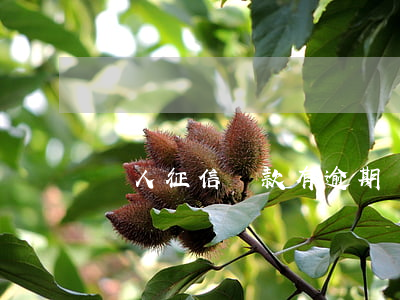 個人征信貸款有逾期記錄(個人征信中有逾期記錄)