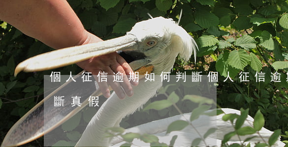 個人征信逾期如何判斷(個人征信逾期如何判斷真假)