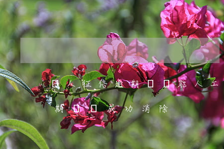 個人征信逾期記錄能人工撤銷嗎(個人征信逾期記錄成功消除)
