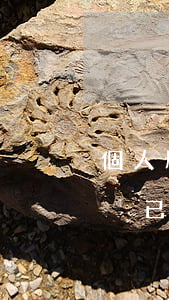 個人所得稅已申報國稅顯示逾期-個人所得稅已申報國稅顯示逾期怎么辦