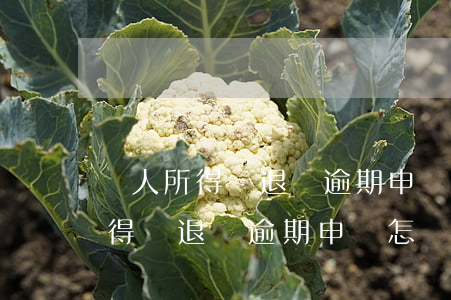 個人所得稅退稅逾期申報怎樣補報-個人所得稅退稅逾期申報怎樣補報呢