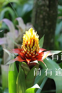 個人有逾期如何申請信用卡(當(dāng)前有逾期可以辦理信用卡嗎)