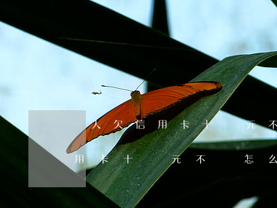 個人欠信用卡十萬元不還怎么辦-個人欠信用卡十萬元不還怎么辦呢