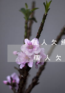 個人欠網(wǎng)貸對公司影響大嗎-個人欠網(wǎng)貸對公司影響大嗎