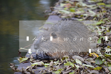 個人欠網(wǎng)貸會影響公司嗎(個人網(wǎng)貸逾期會影響公司嗎)