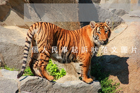 個人民事起訴狀范文圖片(民事起訴狀怎么寫)