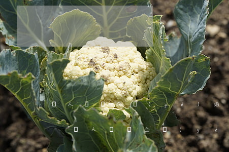 個人獨資企業(yè)逾期不辦理變更登記-個人獨資企業(yè)逾期不辦理變更登記可以嗎