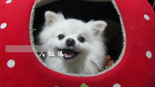 個人社保號
