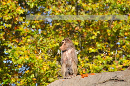 個人逾期法院會從公司賬扣錢么