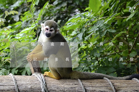 個人逾期記錄多長時間可以消除-個人逾期記錄多長時間可以消除掉