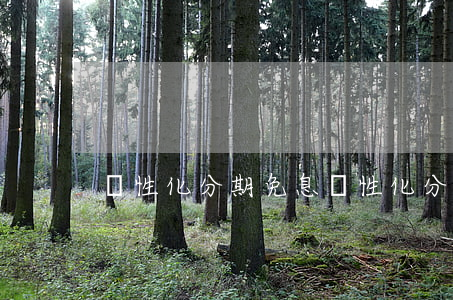 個性化分期免息(個性化分期是免息嗎)