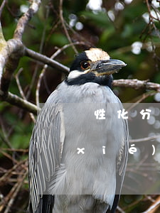 個性化分期后提前結(jié)清可以協(xié)商減免嗎?-個性化分期后能提前還款嗎