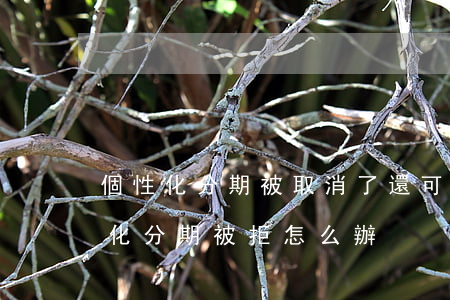 個性化分期被取消了還可以再申請嗎-個性化分期被拒怎么辦