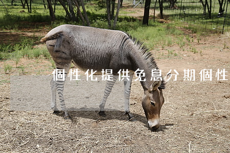 個性化提供免息分期(個性化提供免息分期)
