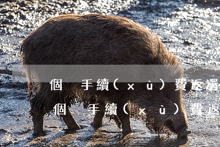 個稅手續(xù)費返還政策逾期怎么辦-個稅手續(xù)費返還政策逾期怎么辦理