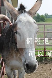 個稅退稅逾期可以補申報嗎-個稅退稅逾期可以補申報嗎