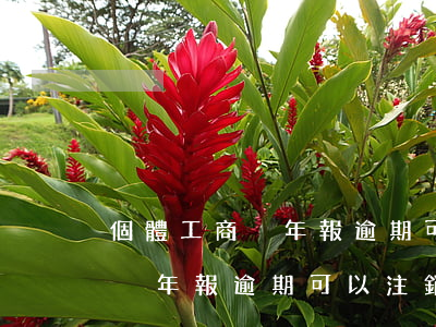 個體工商戶年報逾期可以注銷嗎-個體工商戶年報逾期可以注銷嗎怎么辦