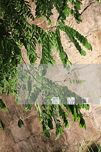 個體工商注冊(個體工商注冊名稱)