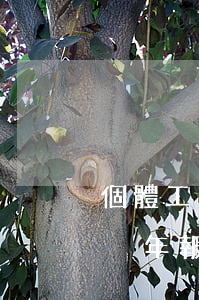 個體工商營業(yè)執(zhí)照逾期沒年報了