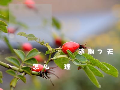 個體戶報稅逾期7天(個體報稅逾期241天怎么處理)