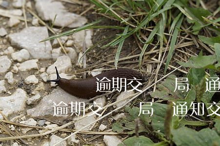 個體戶逾期交稅稅局會通知交稅嗎-個體戶逾期交稅稅局會通知交稅嗎怎么辦