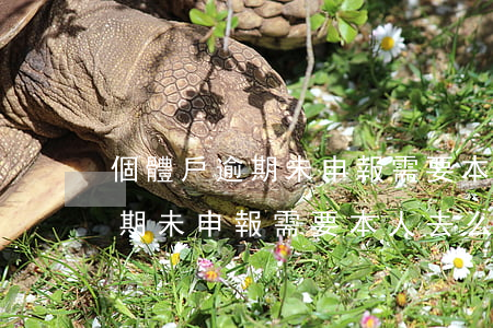 個體戶逾期未申報需要本人去么-個體戶逾期未申報需要本人去么