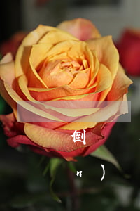 倒賣煙草的處罰標(biāo)準(zhǔn)