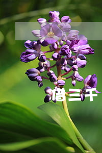 借三千無力償還