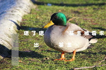借了借唄錢買基金被要求提前還款-借唄借錢出來買基金