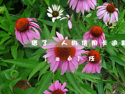 借了別人的信用卡逾期 借信用卡逾期有什么責(zé)任