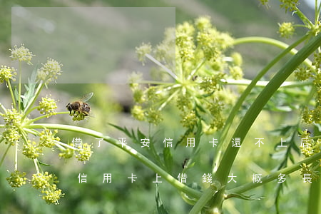 借了平安信用卡還不上后果嚴重嗎-從平安信用卡上借錢,大概多長時間能到賬