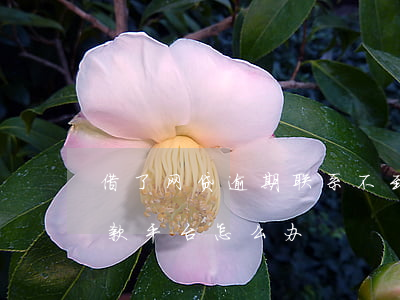 借了网贷逾期联系不到(网贷逾期了,找不到还款平台怎么办)
