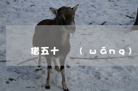 借五十萬網(wǎng)貸還不起