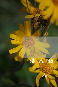 借人信用卡刷完不還怎么辦(刷信用卡借錢給別人別人不還錢怎么辦)