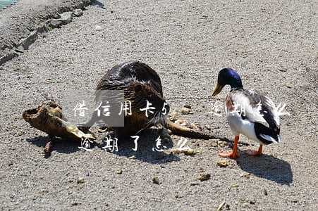 借信用卡5萬逾期怎么處理(5萬以上信用卡逾期了怎么辦)