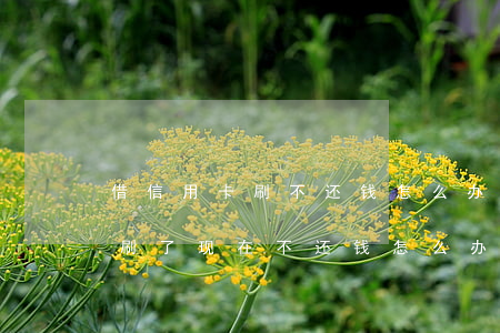 借信用卡刷不还钱怎么办(把信用卡借给朋友刷了 现在不还钱怎么办)
