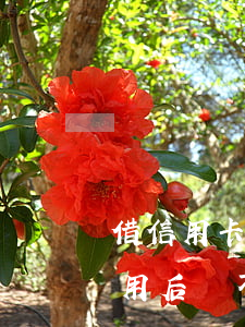 借信用卡用后還不上借條怎么寫-借信用卡用后還不上借條怎么寫欠條