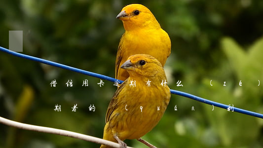 借信用卡逾期有什么責(zé)任（信用卡逾期者的權(quán)利）