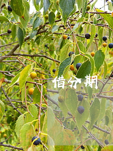 借分期樂28000-借分期樂影響貸款嗎