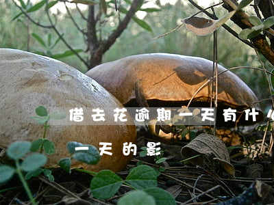 借去花逾期一天有什么影響，了解借去花逾期一天的影響