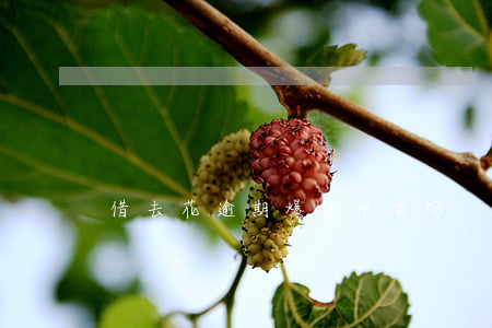 借去花逾期爆通讯录吗