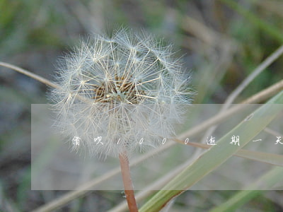 借呗1000逾期一天利息多少-