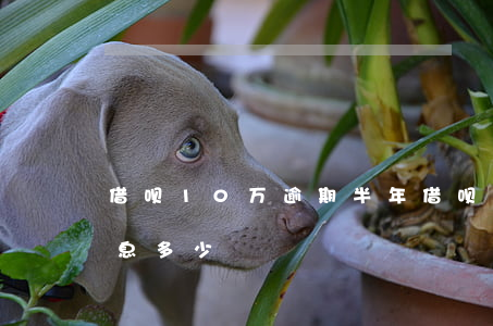 借呗10万逾期半年(借呗10万逾期半年利息多少)