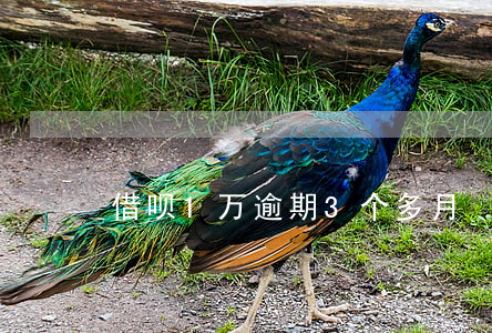 借呗1万逾期3个多月